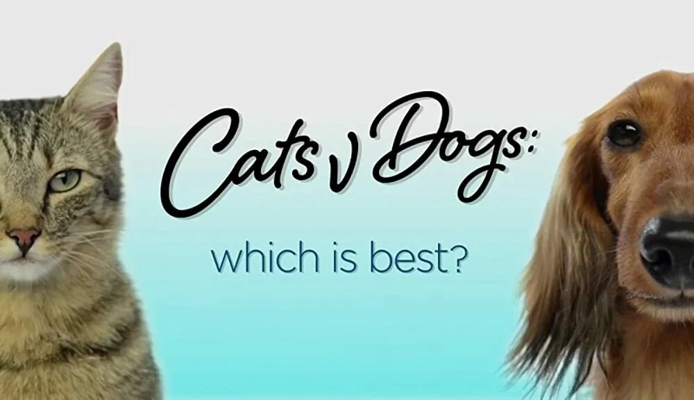 He has 5 cats. Bbc кошки. ввс cats. кошка 5 серия. cats v dogs which is best (2016).