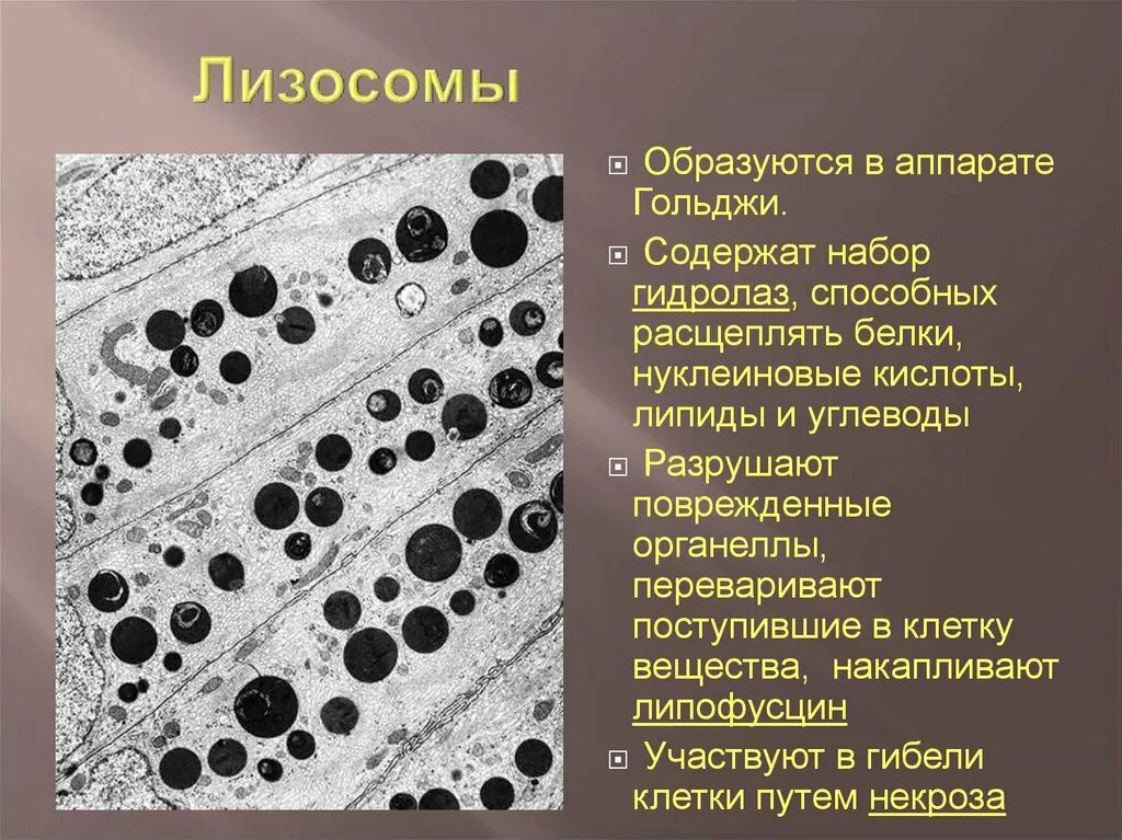 Есть ли лизосомы. Строение структура лизосомы. Аутолиз лизосом. Лизосомы функции.