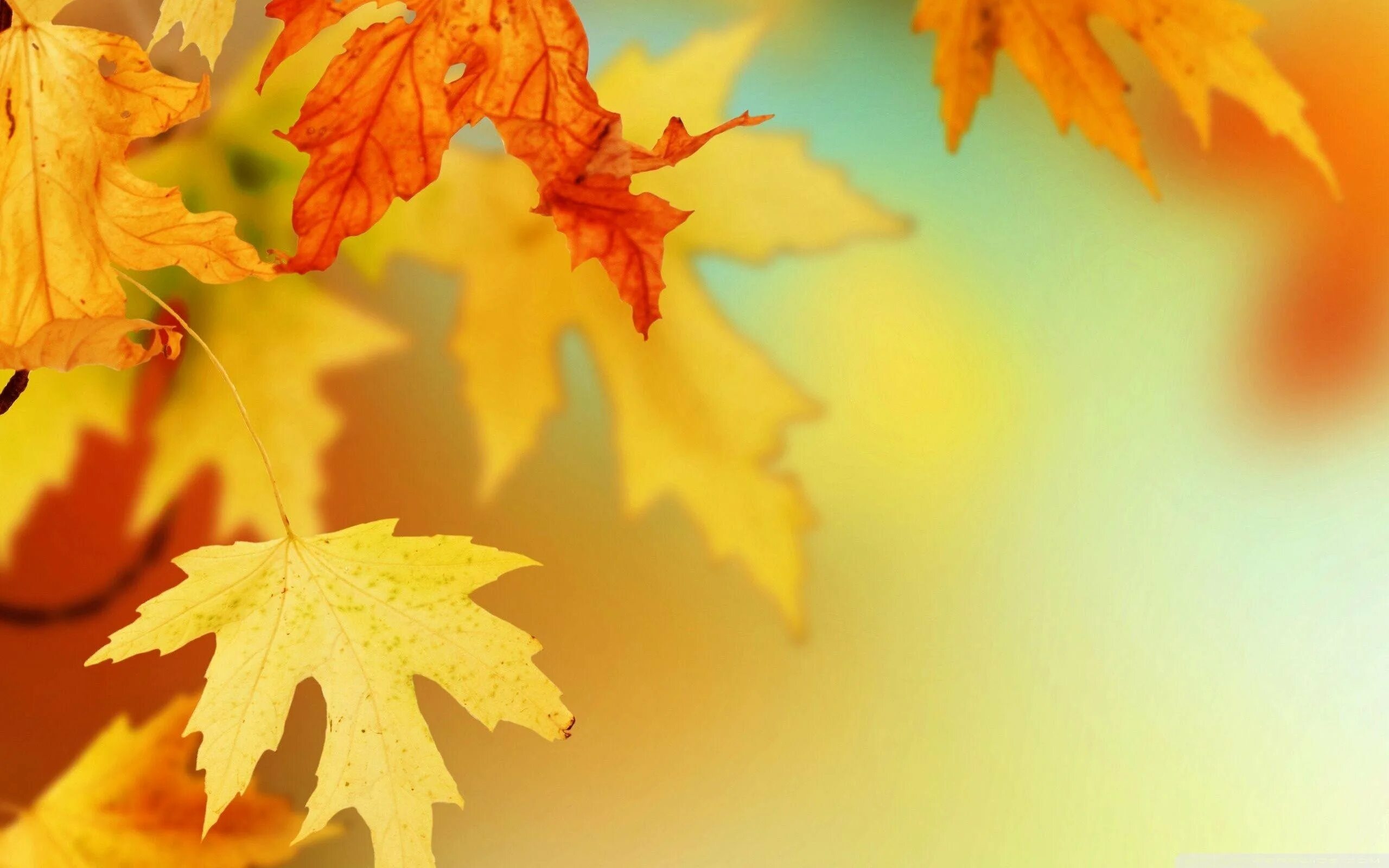 Книга желтый лист. Красивый осенний фон. Осенний фон для презентации. Обои на рабочий стол осень. Осенние листья фон.