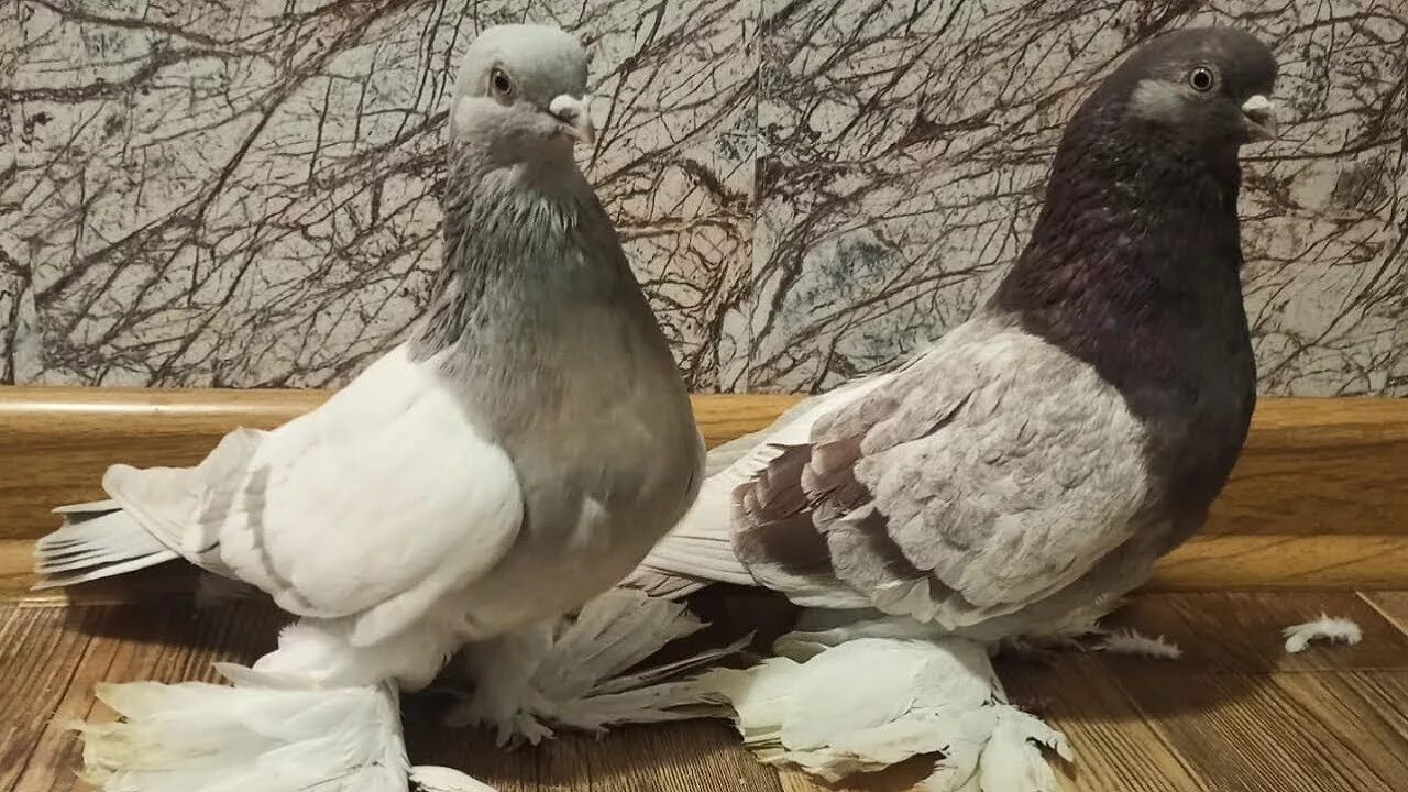 Голубей казахстан. Голуби казахстана. Фестиваль голубей. Тасманы бойные голуби. Северокавказские бойные космачи.
