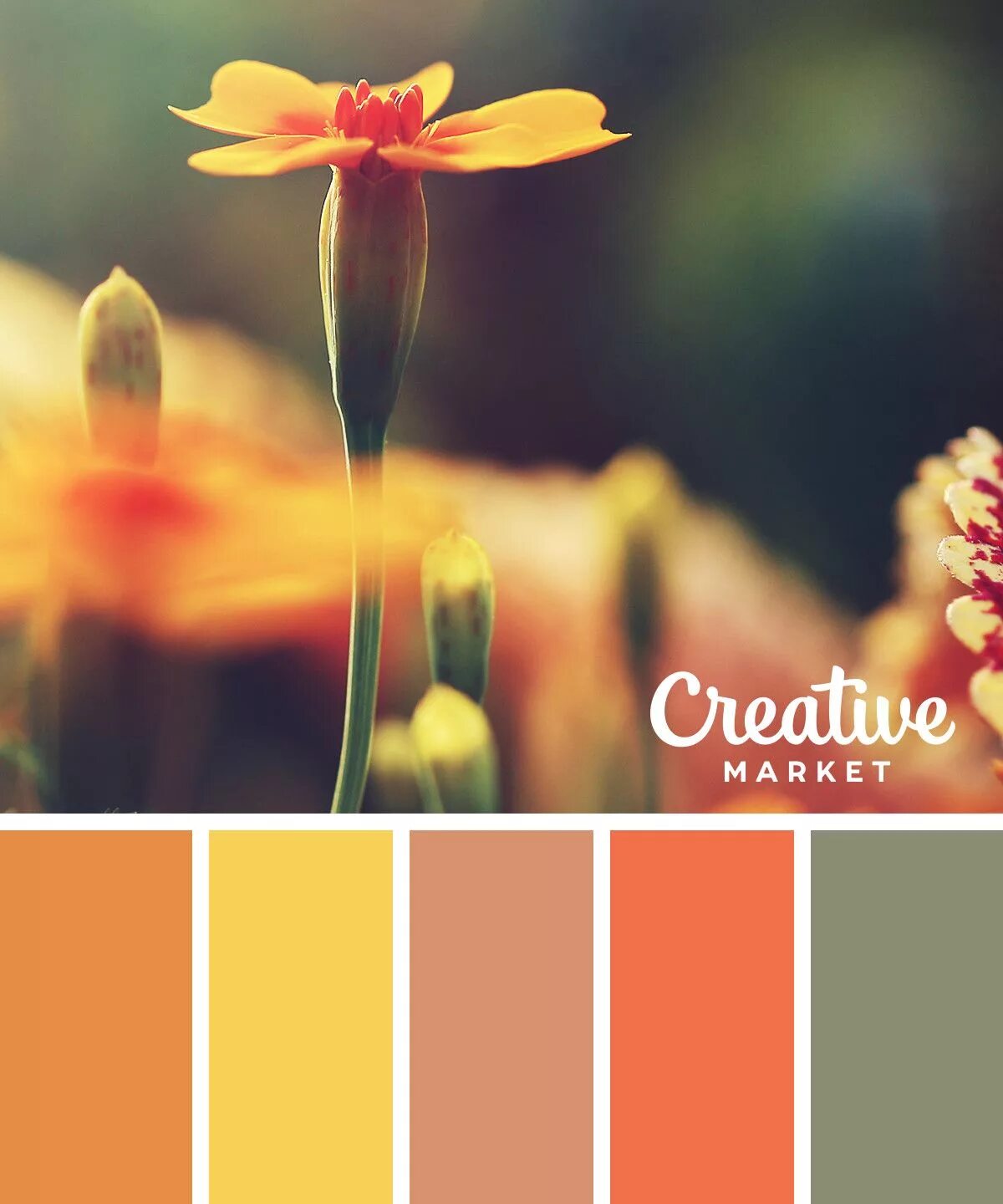 Цветовая палитра (color palette). Цветовая палитра color. Палитра сочетания цветов. Цветовая палитра color. Колор романюк палитра.