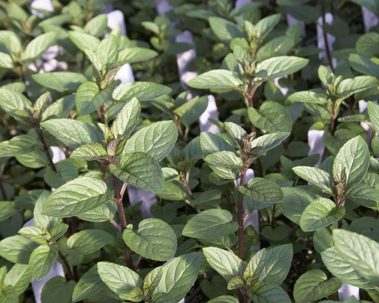 Мята перечная Chocolate. Мята перечная шоколадная. Мята перечная 'Chocolate' / Mentha piperita 'Chocolate'. Мята перечная (Mentha piperita). Мята шоколадная семена купить