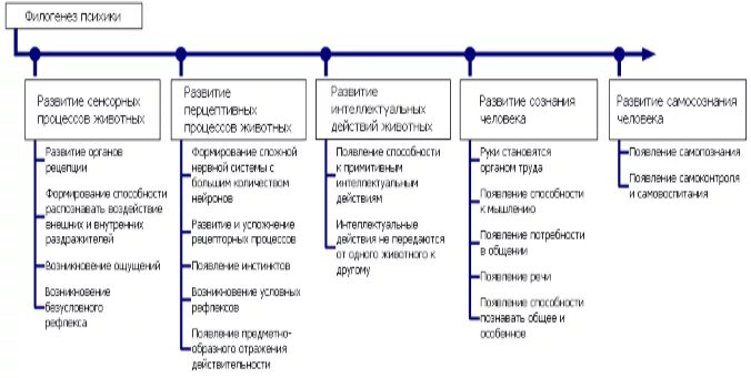 Память в онтогенезе. Основные этапы развития психики в филогенезе. Последовательность этапов развития психики в филогенезе. Стадии развития психики в процессе филогенеза. Стадии развития психики психики в филогенезе.