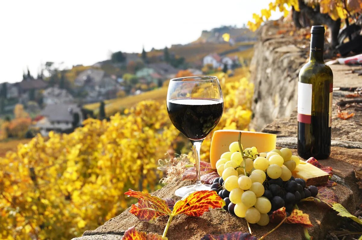 Энотуризм. Испания виноградники Риоха. Виноградник ла Риоха. Виноградники винодельня Молдова. Риоха вино Испания.