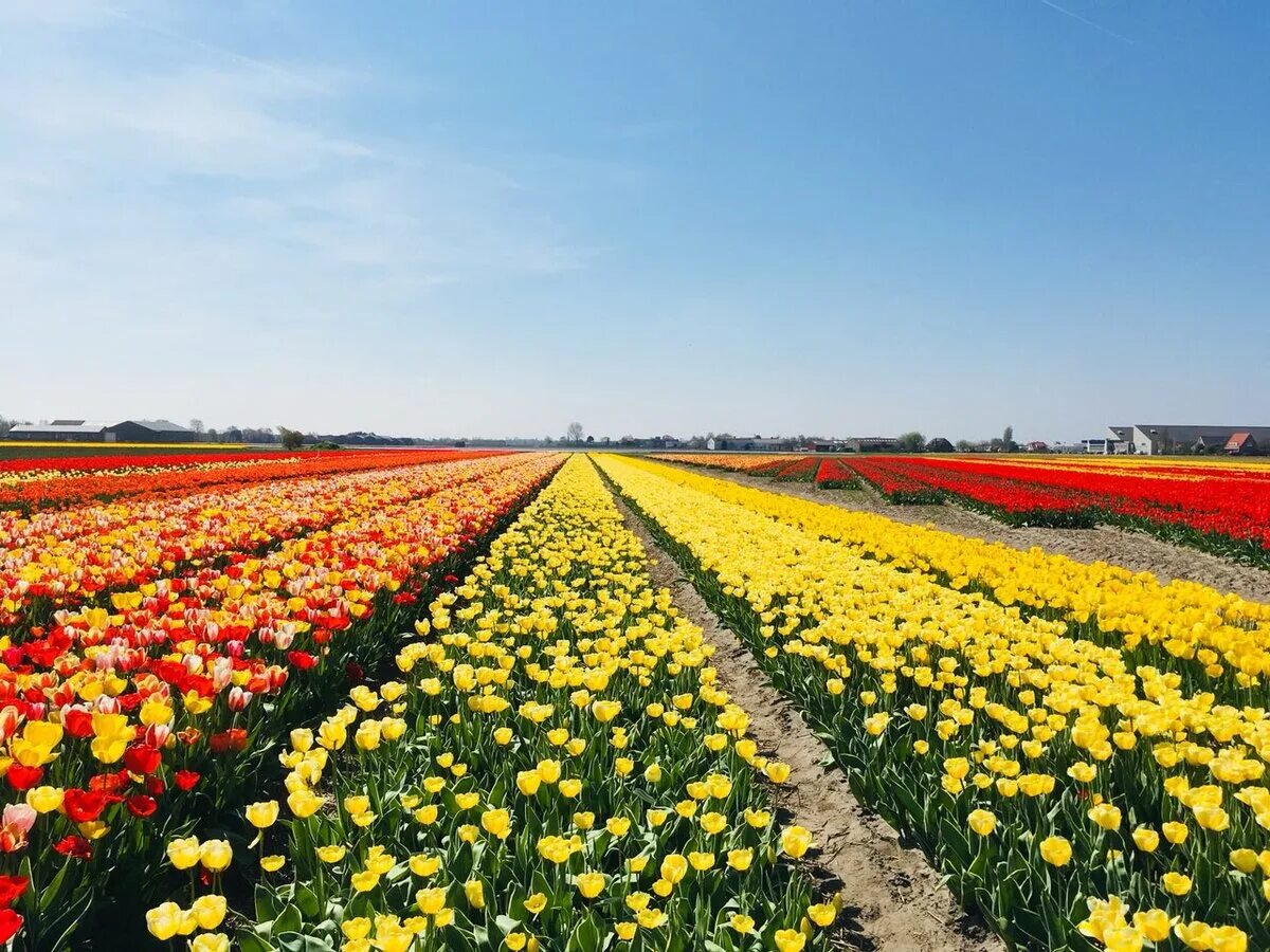 Где тюльпановые поля. Тюльпановые поля в Голландии. Тюльпановые поля в Крыму. Тюльпановые поля Янтарное.