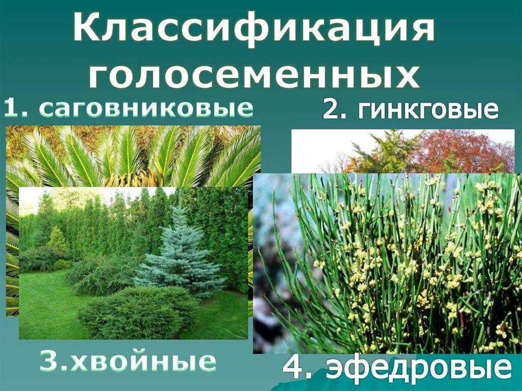 2 представителя голосеменных. Хвойные гинкговые гнетовые саговниковые. таблица голосеменные саговниковые гинкговые. голосеменные хвойные, эфедровые.. систематика голосеменных.