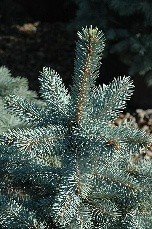 Ель блю айс. Ель колючая Беби Блю айс. Picea pungens Baby Blue Eyes. Ель колючая Baby Blue Eyes. Ель голубая бэби Блю.