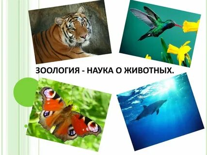 Зоология наука о животных видеоурок