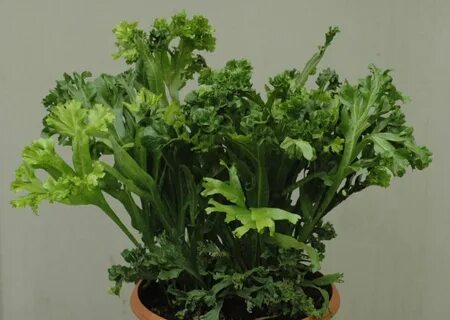 Real plant