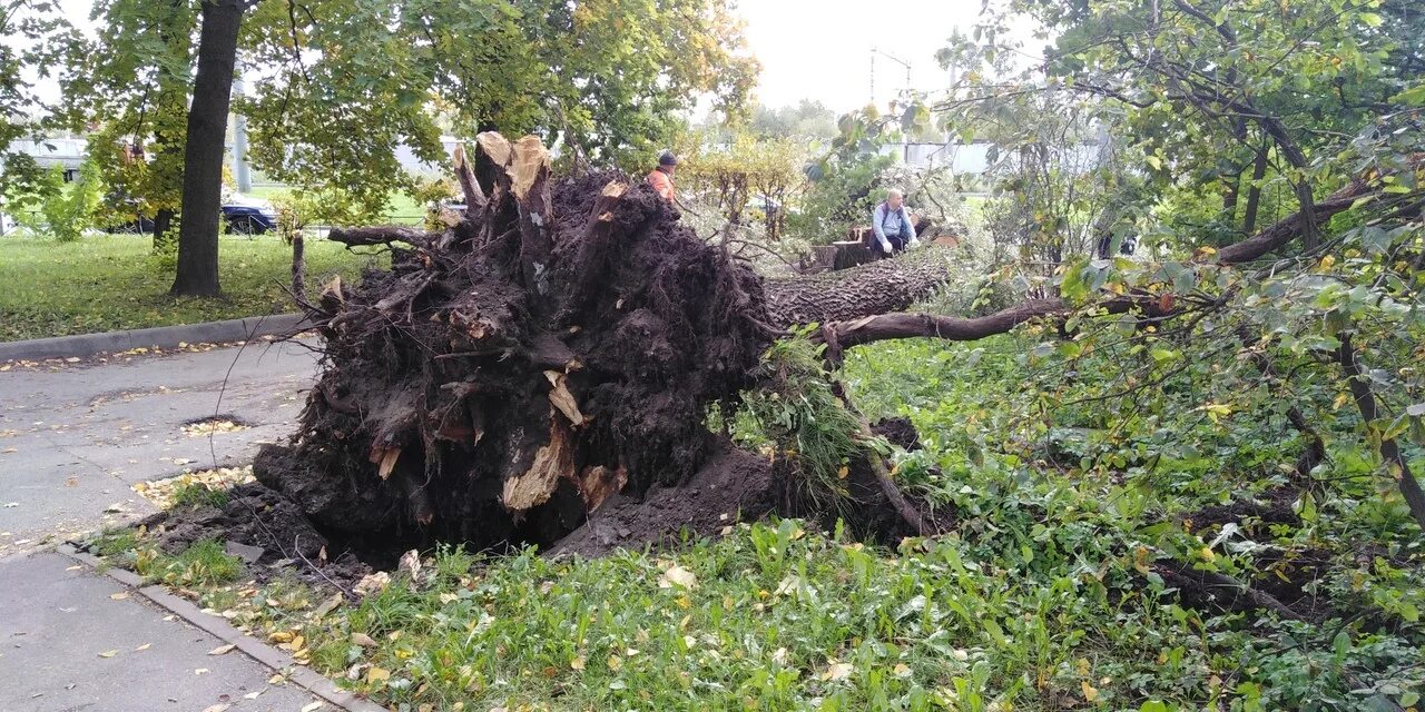 Повалило деревья в Санкт-Петербурге. Упавший ясень. Ураган в Питере 2022. Ураган в Санкт-Петербурге 18 июня 2020.