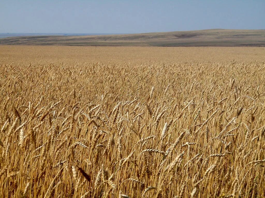 посевные поля казахстан. пшеница в казахстане. зерновые поля россии уборка урожая. пшеница в казахстане. пшеница.