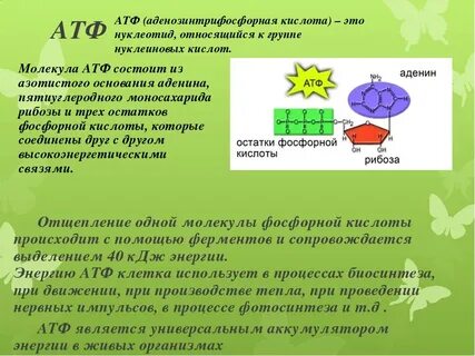 Сколько молекул атф образуется в клетках эукариот