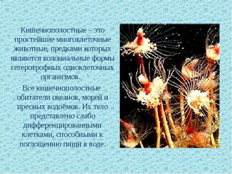 Выберите животных относящихся к кишечнополостным