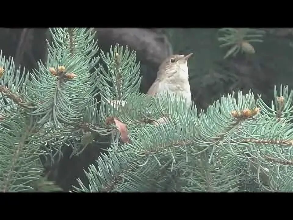 Соловей картинка. Стих соловей. Соловей соловей пташечка канареечка жалобно поет. Птицы поют. Соловей соловей пташечка.