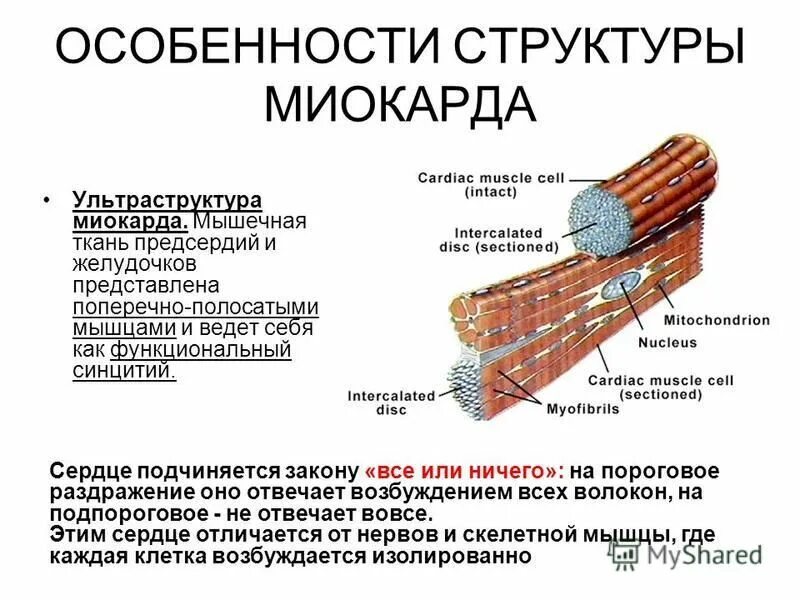 Закон все или ничего физиология сердца. Закон все или ничего для сердца. Закон сокращения сердца все или ничего. Сила сокращения миокарда. Сердечная мышца подчиняется закону.