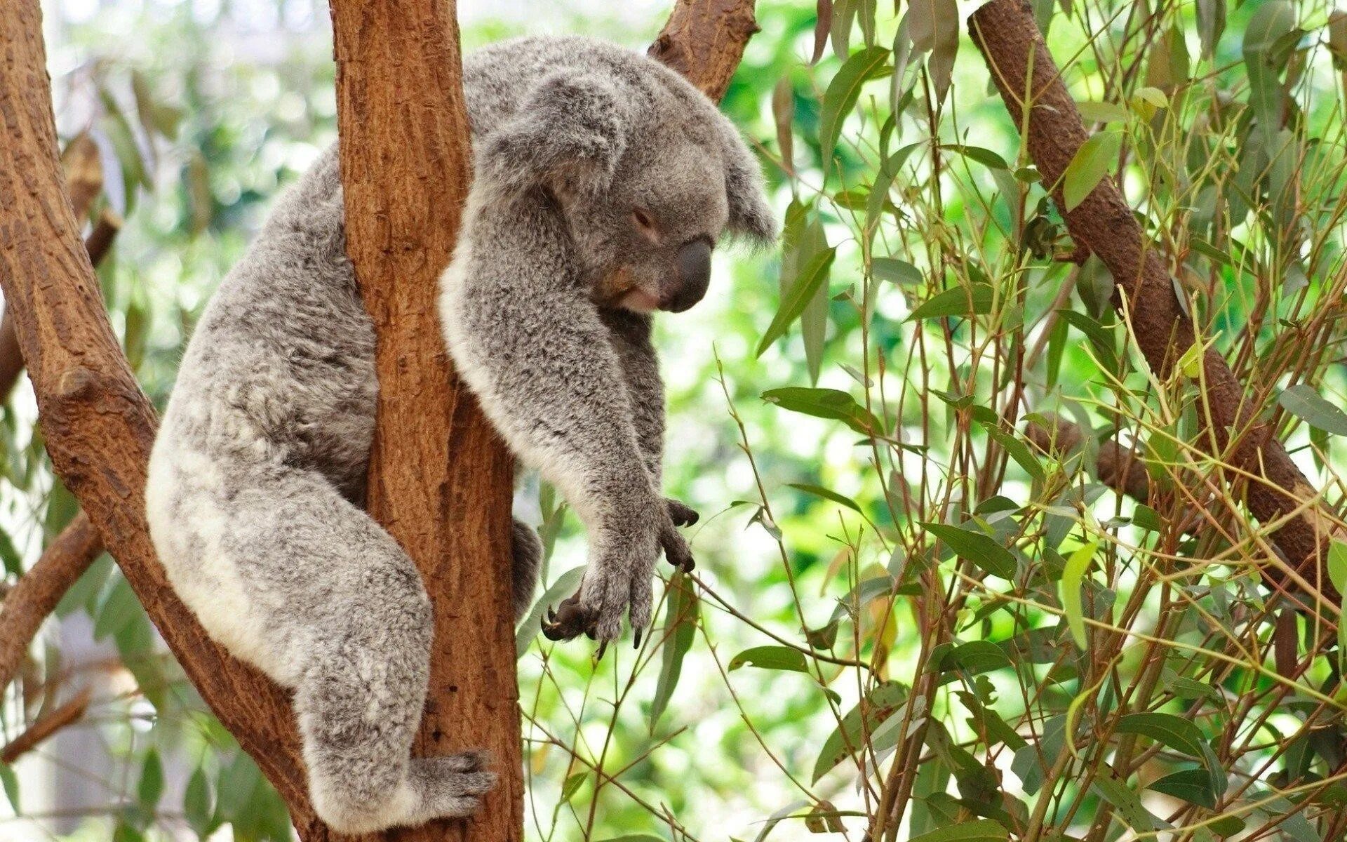 Медведь живущий в австралии. Коала и Ленивец. Коала на эвкалипте. Эвкалипт дерево коала.