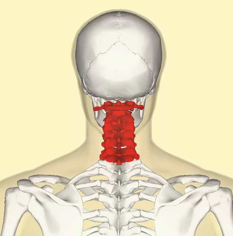 Болит кость позвоночника. Шейный отдел позвоночника Атлант. Шейный позвонок Атлант. Первый шейный позвонок Атлант. Первый позвонок шейного отдела Атлант.