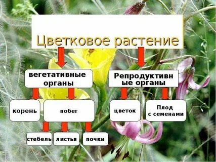 Уровни организации цветкового растения выделяют