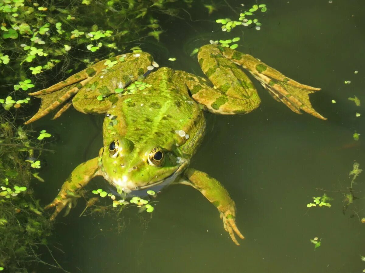 Какие животные есть на болоте. Вьетнамская Болотная лягушка. Обыкновенная Болотная лягушка. Лягушка бык головастики. Лягушка зеленая Болотная.