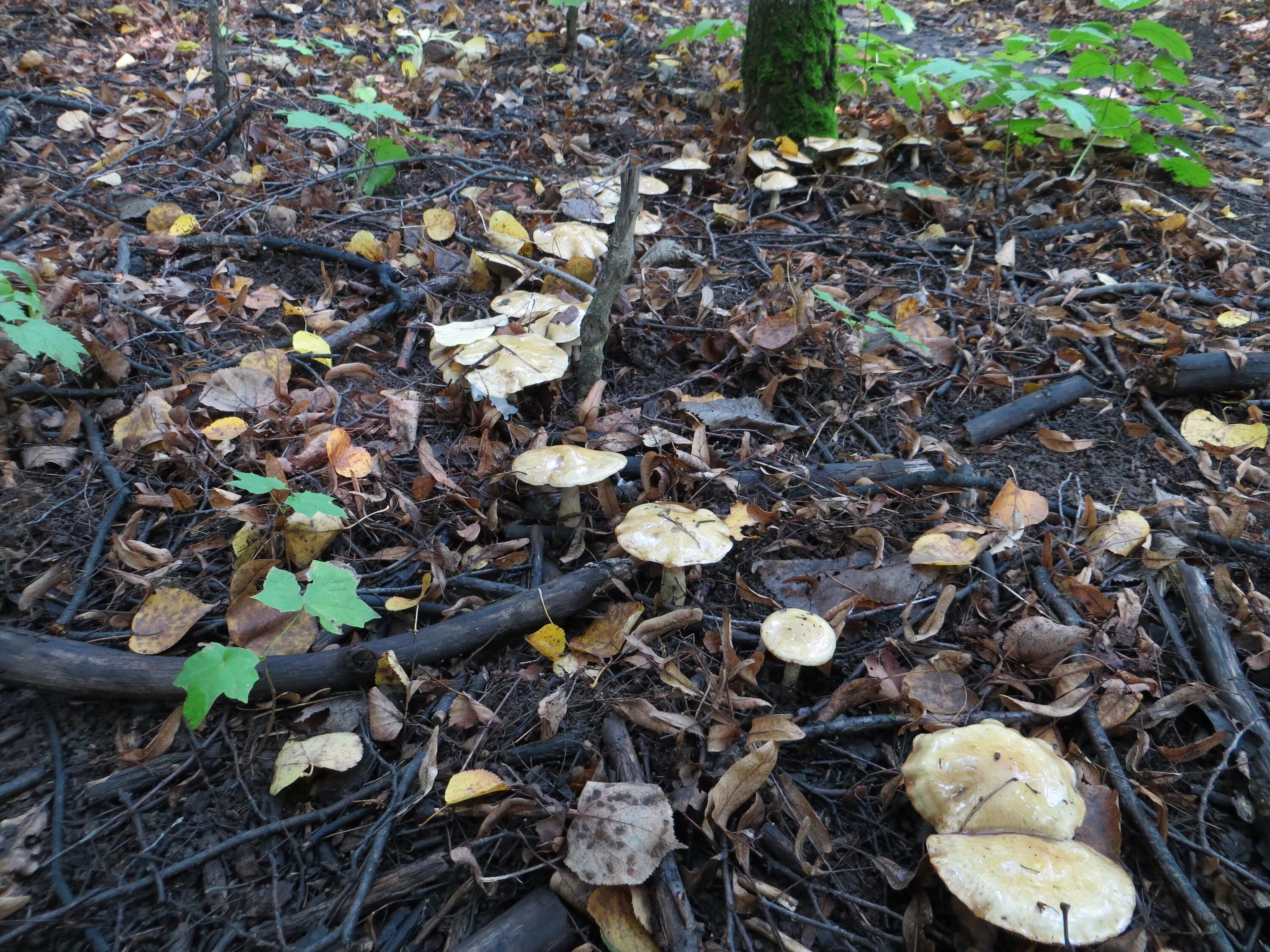 The Fairy Circle Stuffed mushrooms, Fairy circle, Magical mushrooms