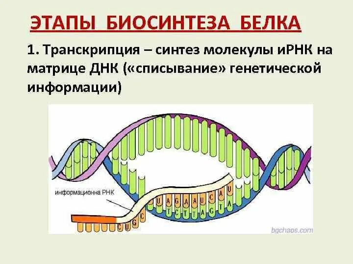 Какой цифрой на рисунке обозначена молекула днк