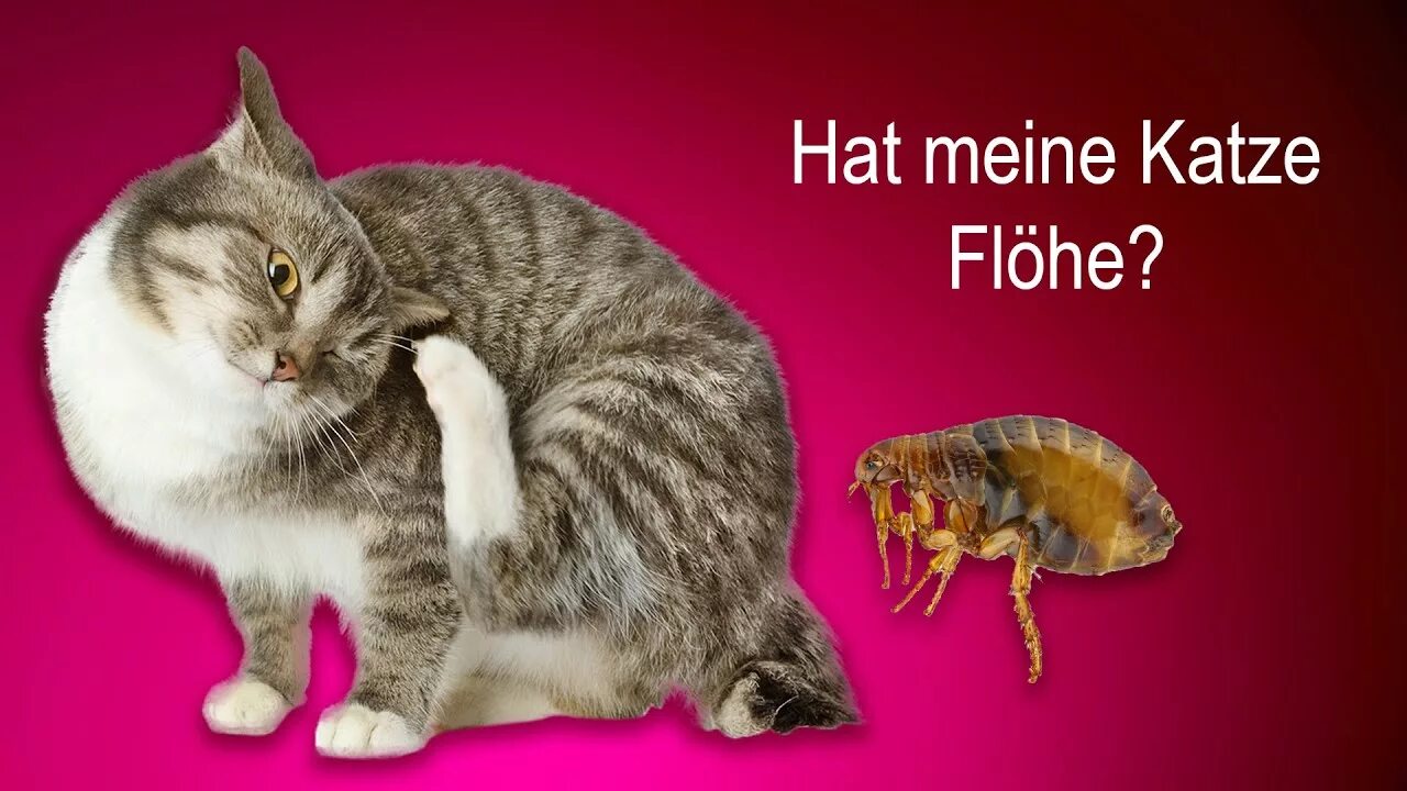 Египетская мау. Катзен зуген. Seelefant augsburger puppenkiste картинки. Eine katze или ein katze. Черно белый кот.