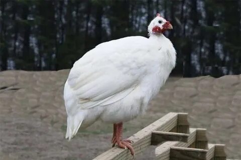 Волжская белая