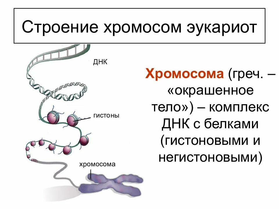 Эукариотическая клетка молекула днк. Строение хромосомы эукариот. Строение хромосомы эукариотической клетки. Структура ДНК эукариот. Строение хроматина и хромосомы.