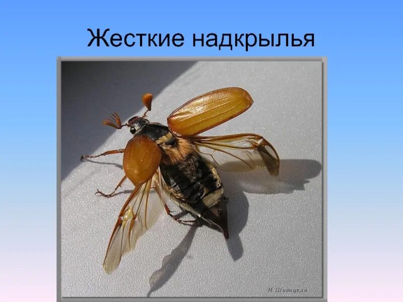 Изучение внешнего строения насекомого лабораторная