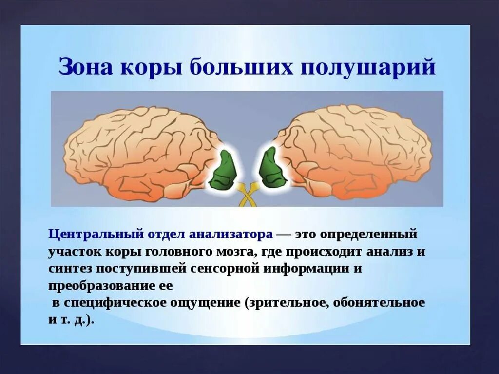 Зрительный анализатор в затылочной доле. Центральный (корковый) отдел зрительного анализатора. Зрительный анализатор зона коры больших полушарий. Значение Зрительная зона коры больших полушарий. Функции зрительной зоны коры больших полушарий.