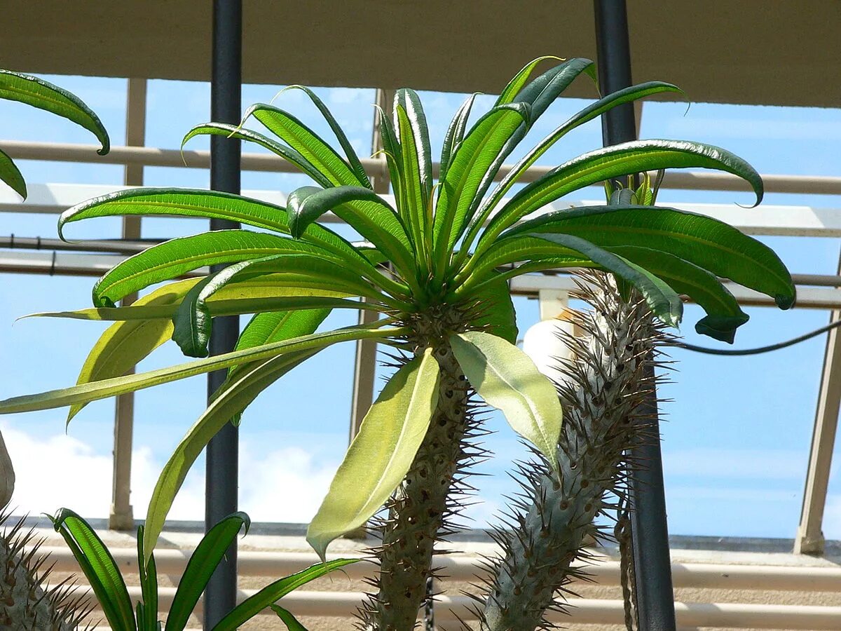 File:Pandan Leaf (Pandanus amaryllifolius)  Wikipedia