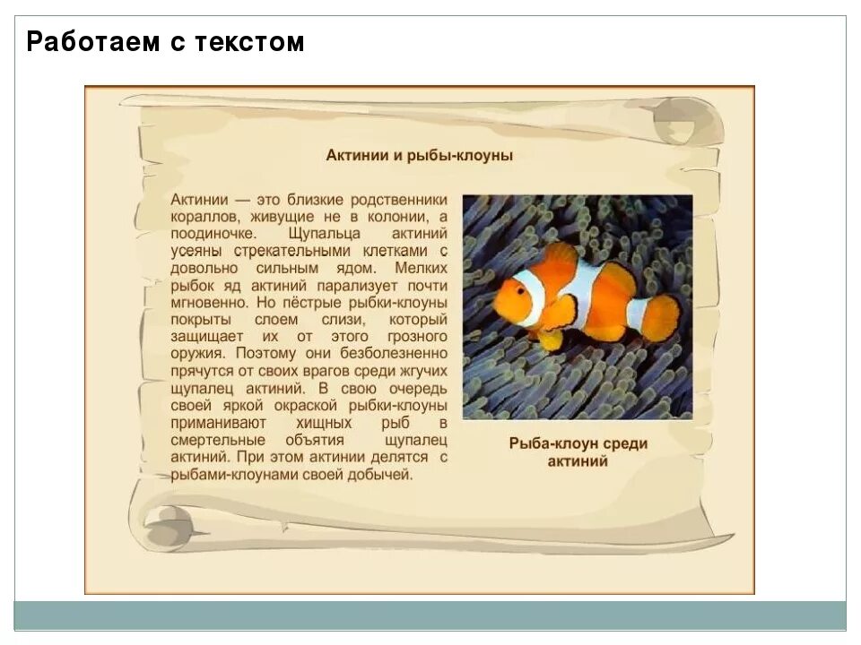 Текст 1 рыбка. Рыба клоун рассказ 1 класс. Рыба клоун описание. Рыба клоун для детей информация. Рыба клоун презентация.