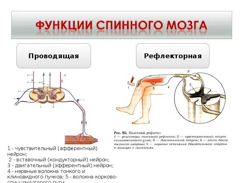 Двигательные рефлексы человека. Спинной мозг строение и функции нервная система. Строение спинного мозга рефлекс. Рефлекторная функция спинного мозга строение. Спинной мозг строение и функции схема.