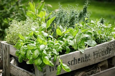 Plant herbs