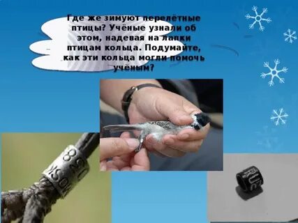 Как ученые узнают где зимуют перелетные птицы