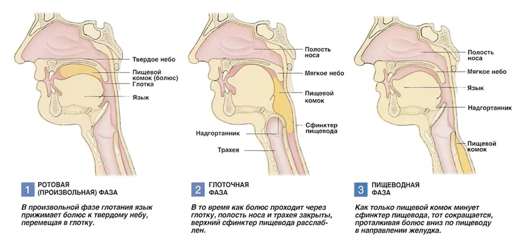 Фазы акта глотания. Схема акта глотания. Фазы акта глотания физиология. Рефлекс глотания физиология. Сокращение глотки