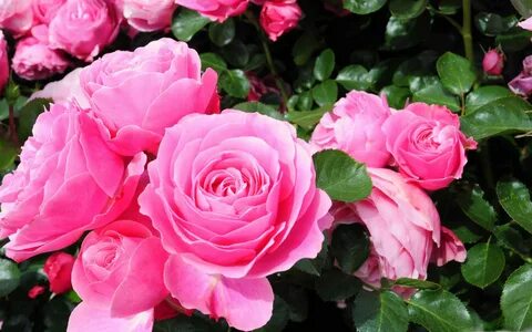 Kbps rose