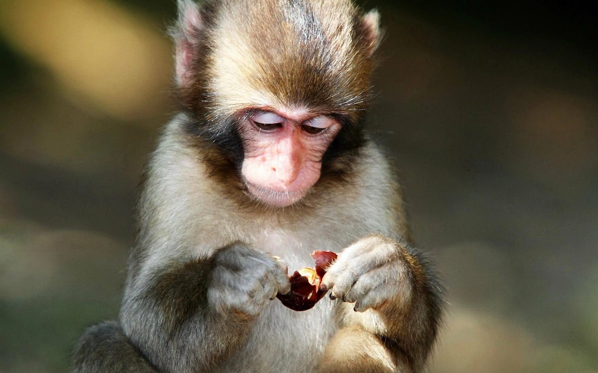 Обезьянка чанга. Красивая обезьяна. Мартышки. Смешные обезьяны. Фото обезьянки.