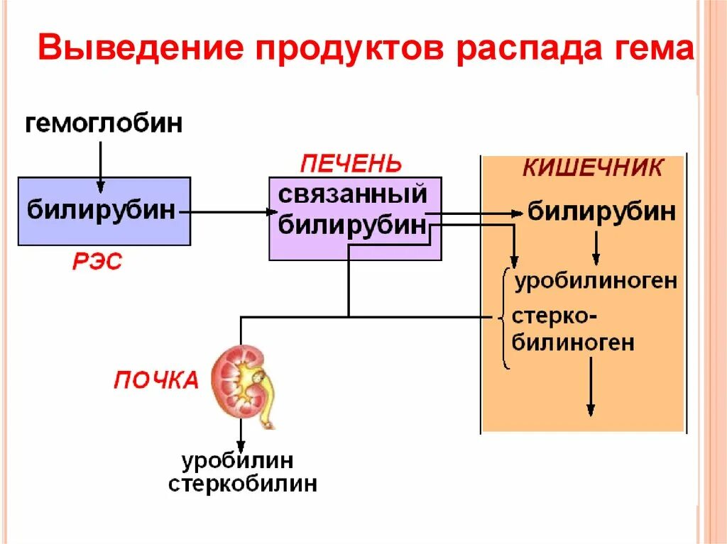 Транспорт продуктов распада к органам выделения. Схема разрушения гемоглобина. Продукты распада гемоглобина. Схема утилизации гемоглобина. Схема распада гемоглобина.