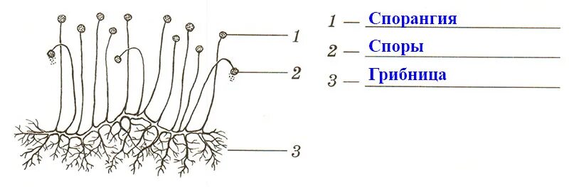 Мукор особенности. Строение гриба мукора. Строение плесневого гриба мукора. Строение мицелия мукора. Плесневелый гриб мукор строение.