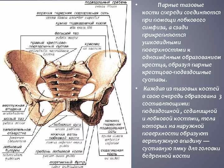 Анатомия таза мужчины спереди. Скелет мужского таза вид спереди. Лонная кость строение таза. Подвздошная кость анатомия строение.