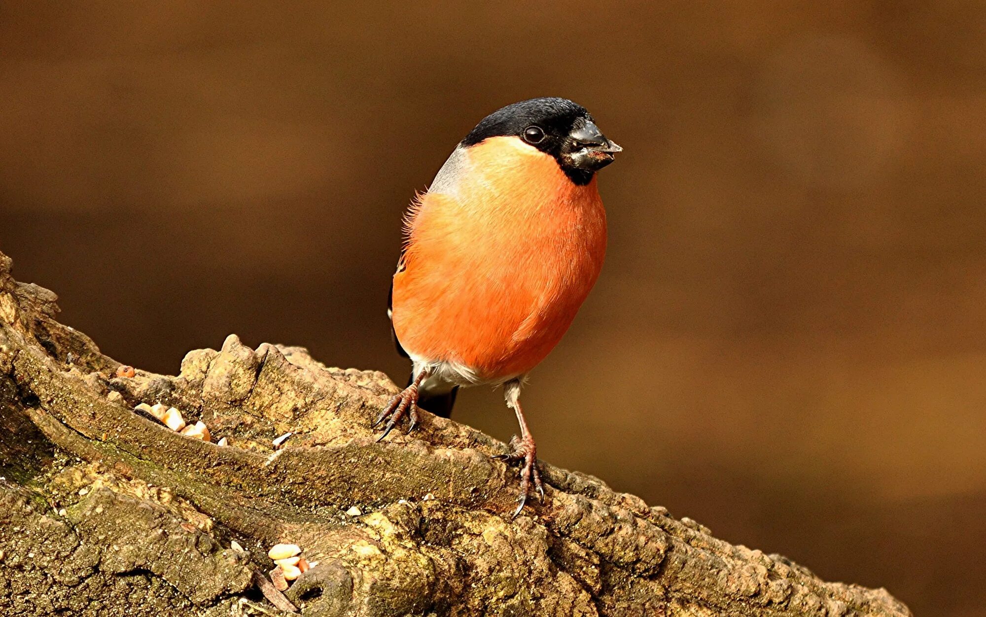 Синий снегирь. Клюв снегиря. Клюв снегиря. Голова снегиря. Клюв снегиря.