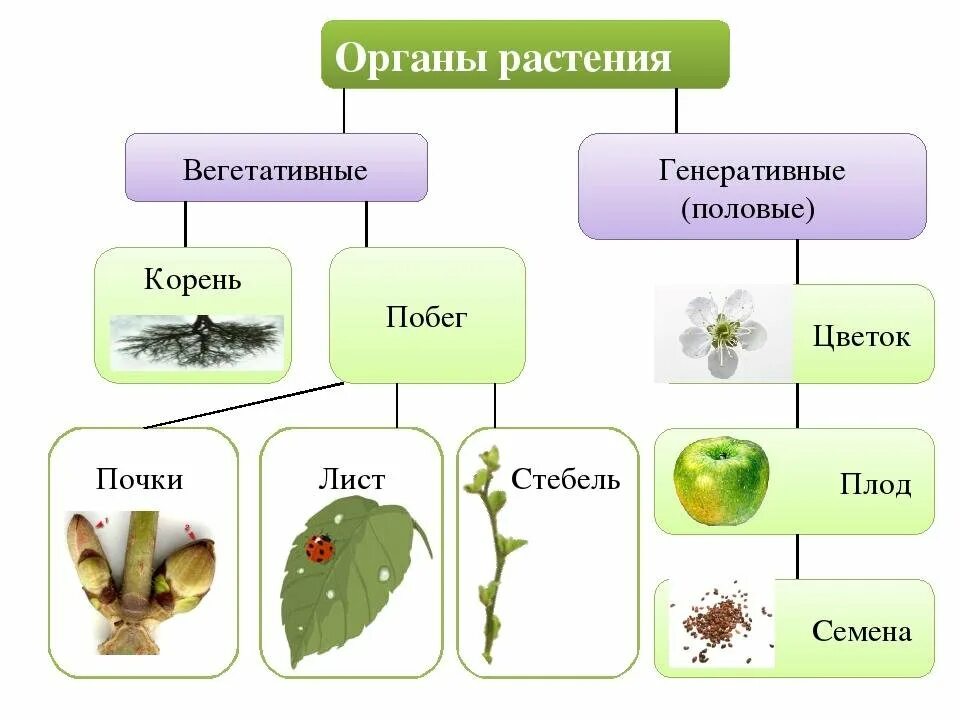 Генеративным органом растений является. Органы растения вегетативные и генеративные схема. схема органы растений вегетативные органы генеративные органы. вегетативные и генеративные органы растений 5 класс биология. генеративные органы растений схема.