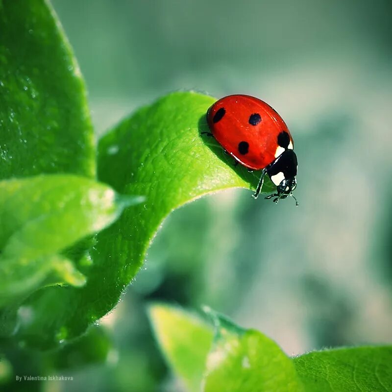 Божья коровка семиточечная атлас. Установить божьи коровки. Глазчатая божья коровка. Зеленая божья коровка. Маленькие божьи коровки.