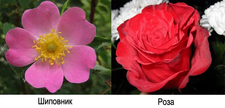 Виды роз таблица. Виды роз таблица. Классификация роз флорибунда. Виды роз таблица. Классификация роз флорибунда.
