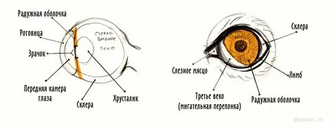 Разбор глаза