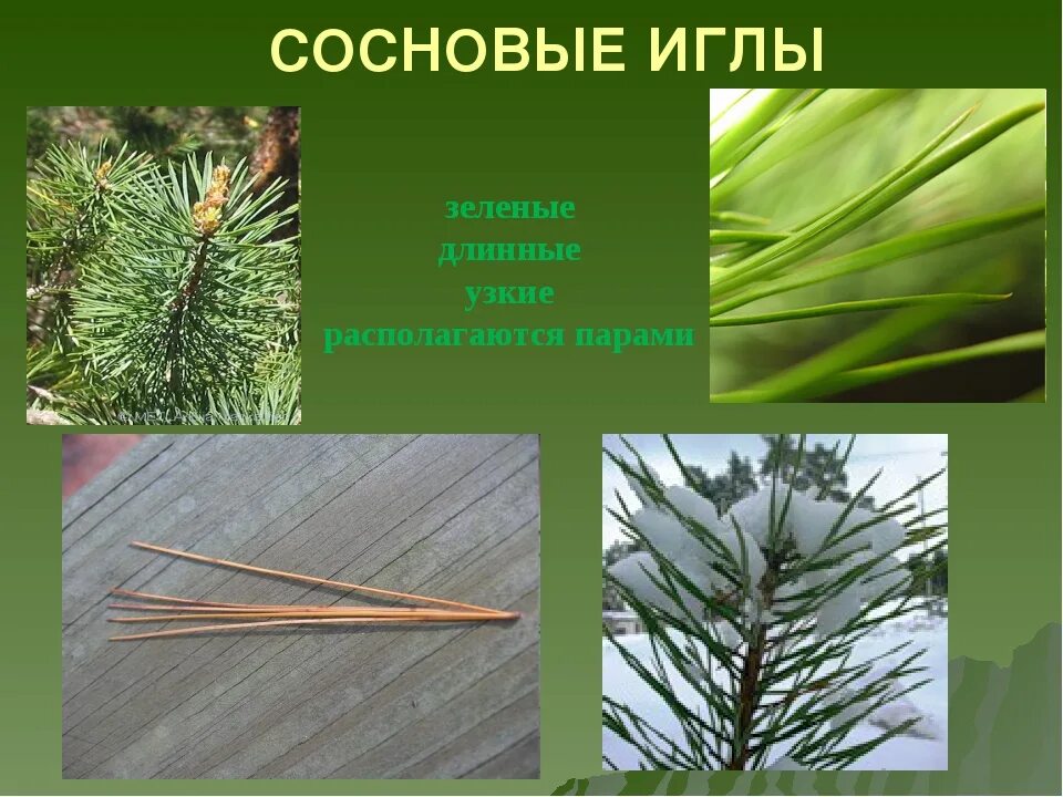 Хвоя сосны применение. Хвоинки сосны прилистники. Иголки сосны. Иголки ели и сосны. Иглы сосны.