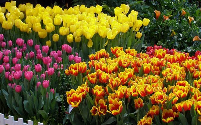 Tulips flowers, Flowers, Dream garden