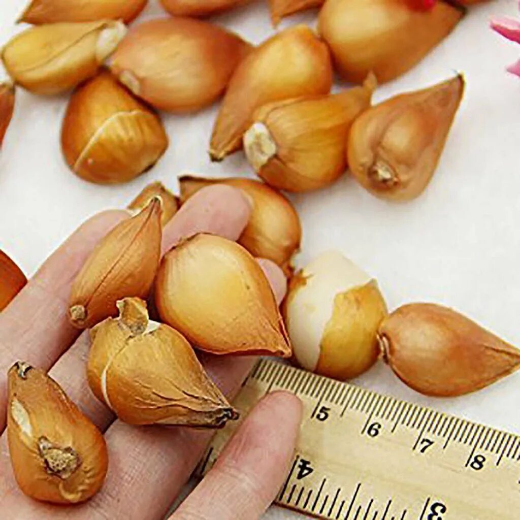 семена тюльпанов. семечко тюльпана. семена из тюльпана. семена тюльпанов. коробочка тюльпанов.