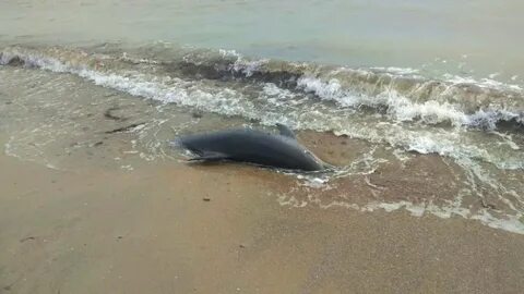 В азовском море есть дельфины